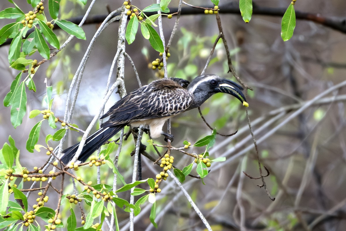 African Gray Hornbill - ML617940460
