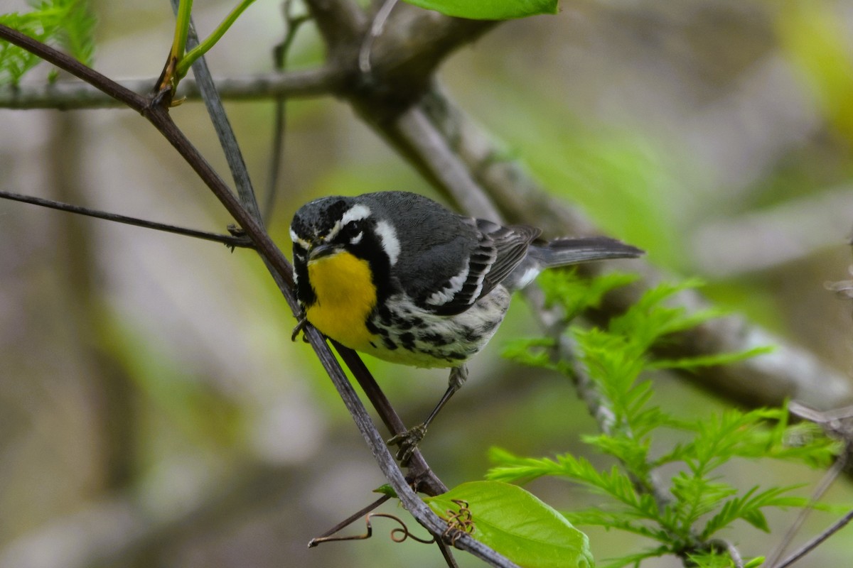 Yellow-throated Warbler - Mark Greene