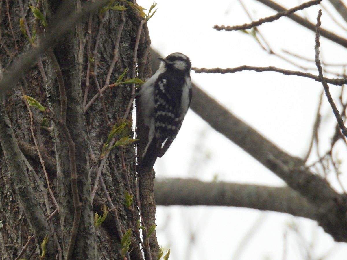 Downy Woodpecker (Eastern) - ML617940545