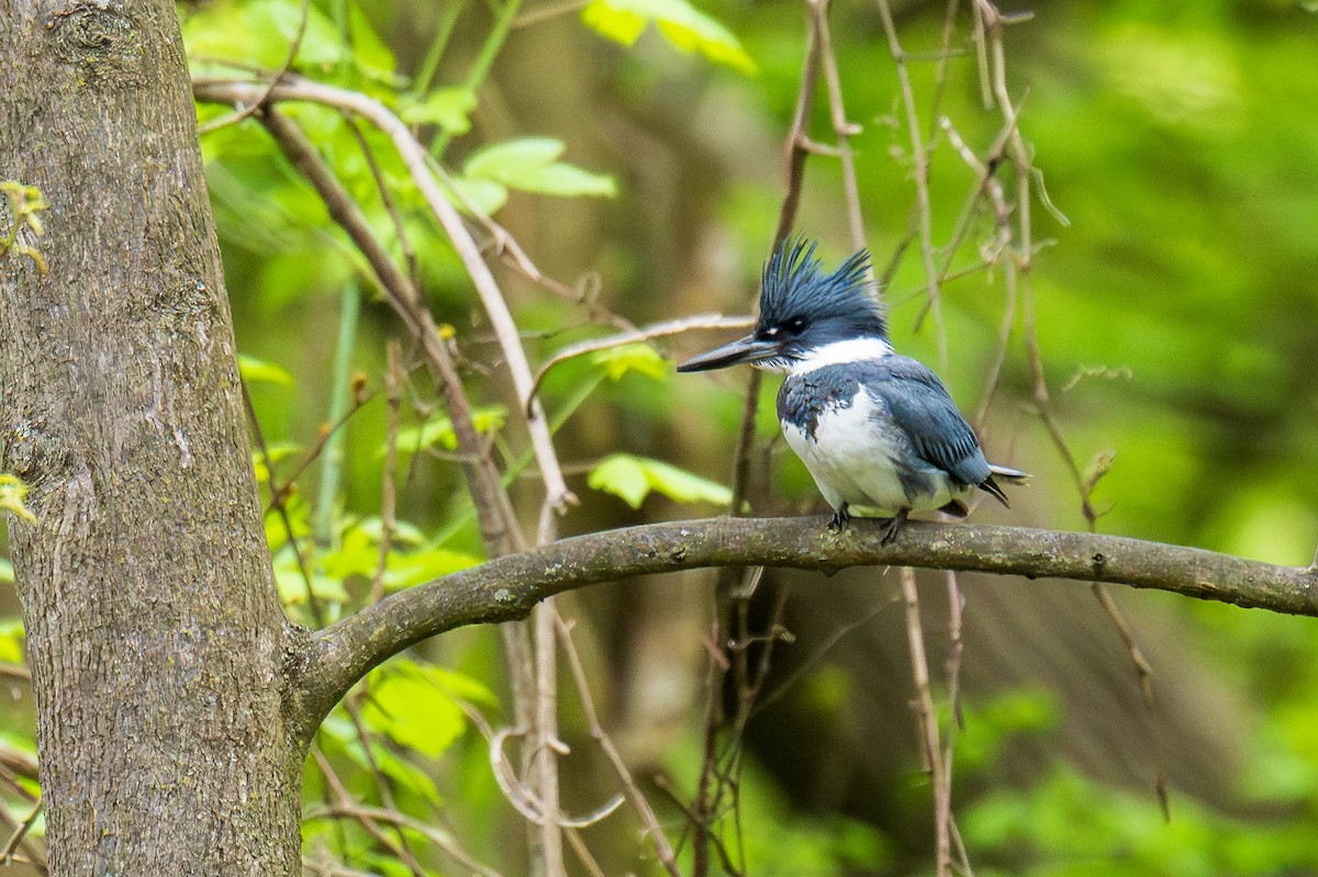 Belted Kingfisher - ML617940554