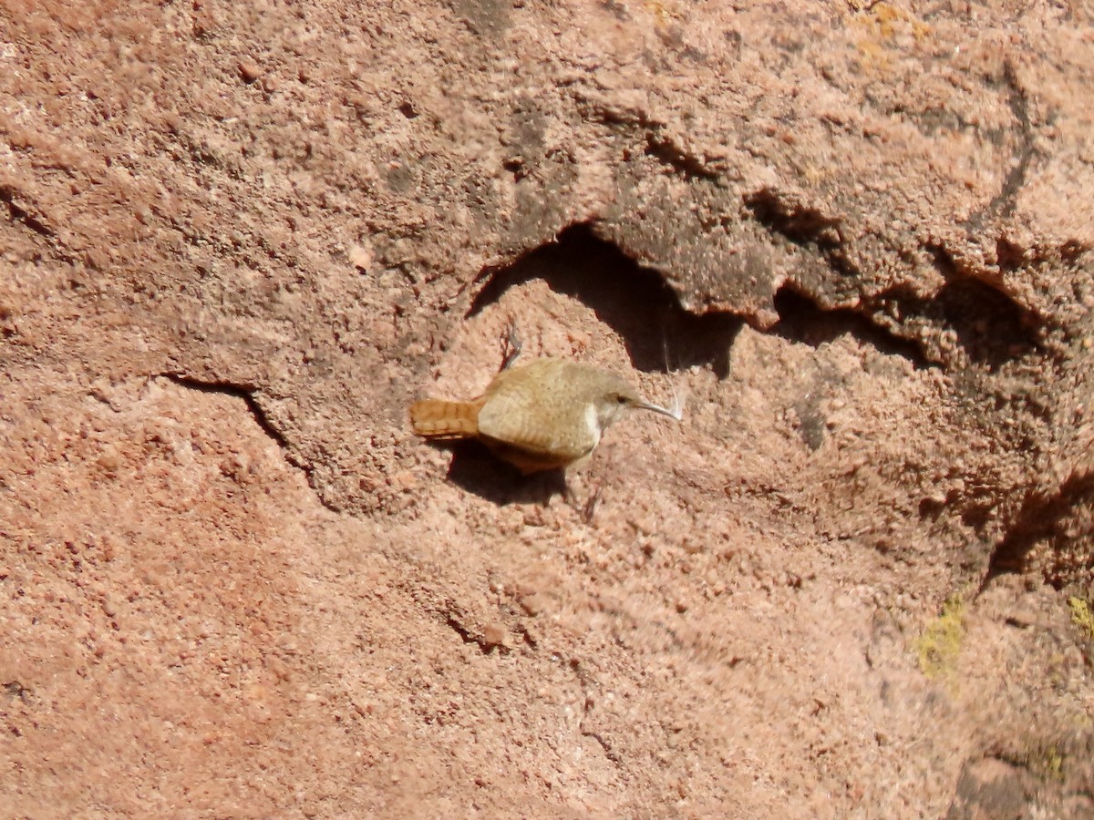 Troglodyte des canyons - ML617940607