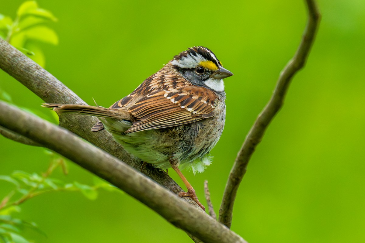 White-throated Sparrow - Chuck Babbitt