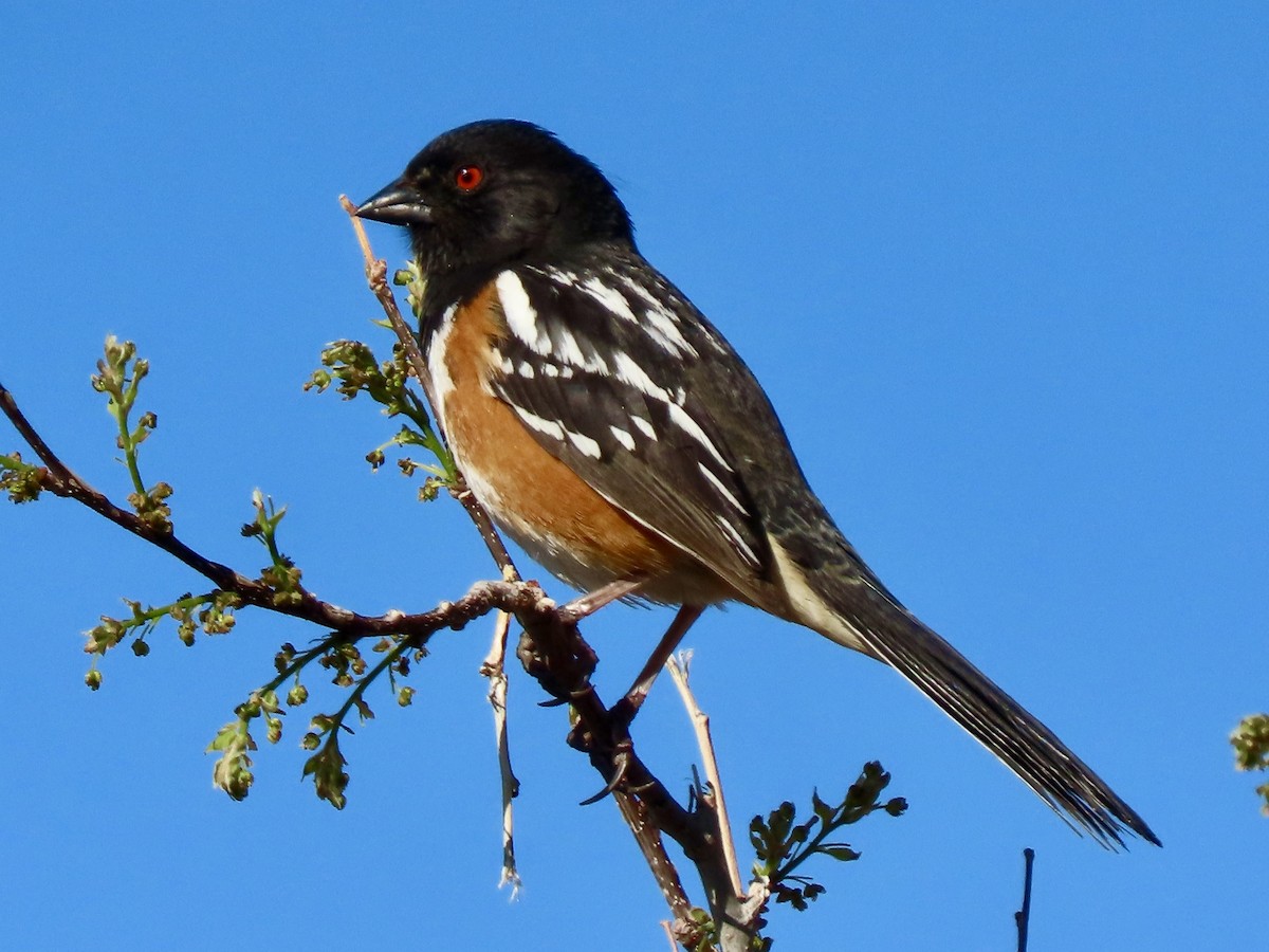 Spotted Towhee - ML617940652