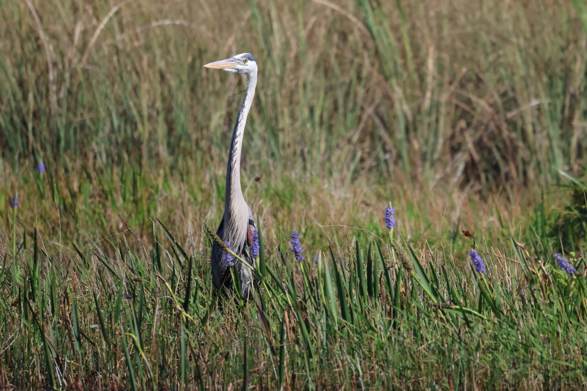 Great Blue Heron - Tania Robitaille