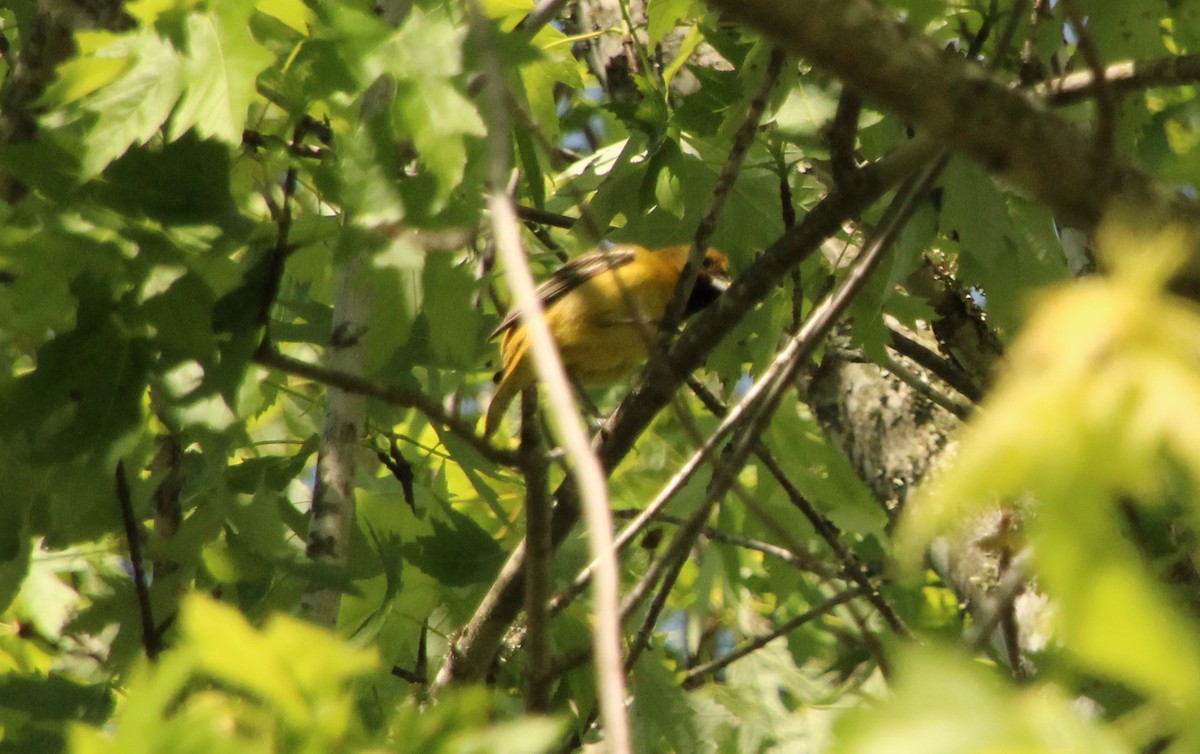 Orchard Oriole - ML617940688