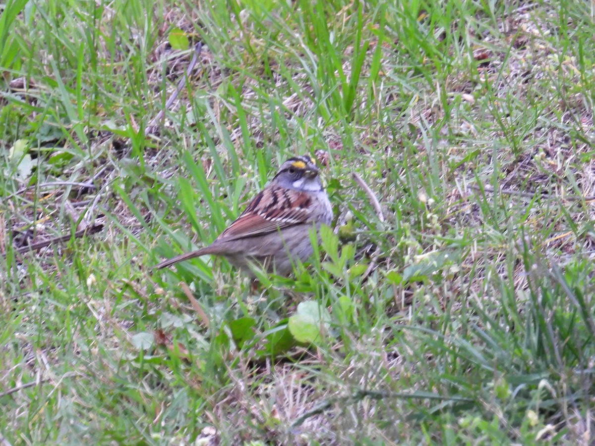 White-throated Sparrow - bob butler