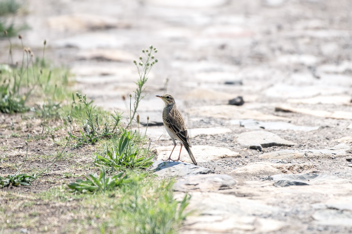 African Pipit - ML617940753