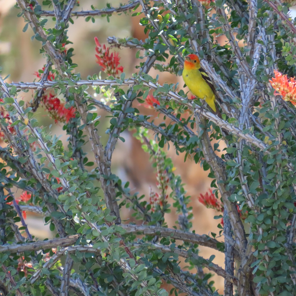 Western Tanager - ML617940757