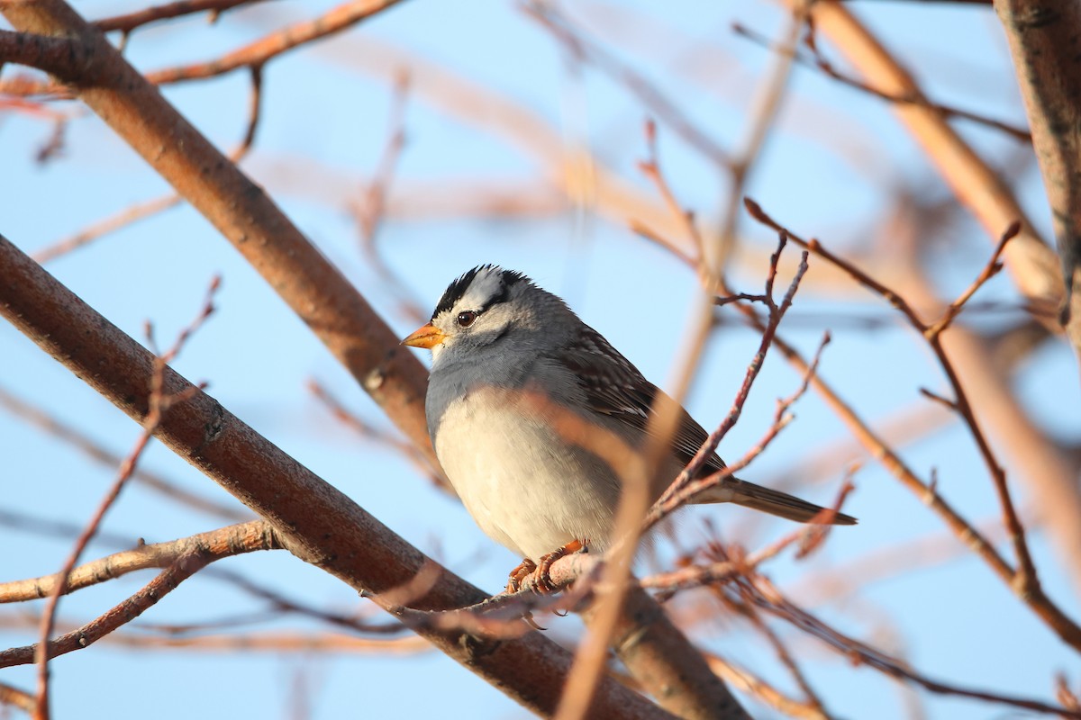 White-crowned Sparrow - ML617940784