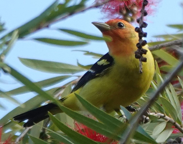 Western Tanager - ML617940801