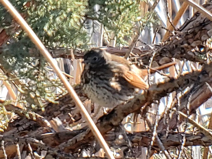 Fox Sparrow (Slate-colored) - ML617940846