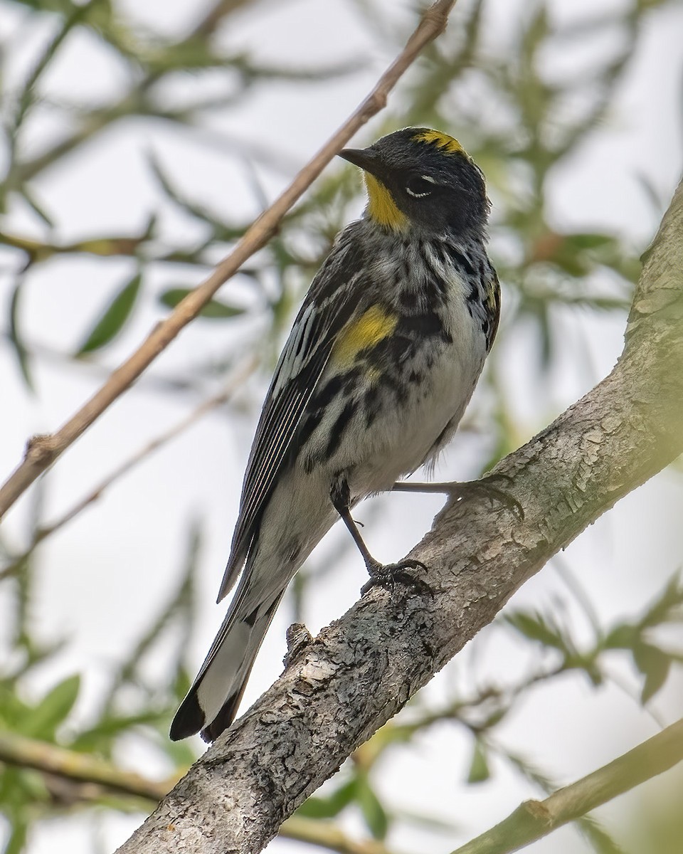 Yellow-rumped Warbler (Audubon's) - ML617940859