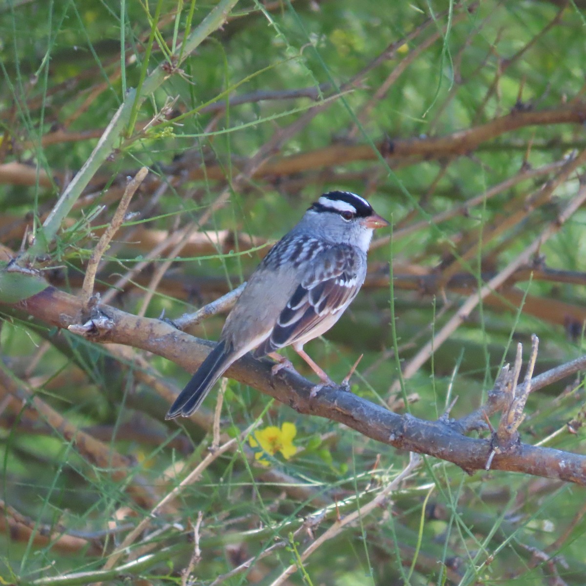 White-crowned Sparrow (Dark-lored) - ML617940867