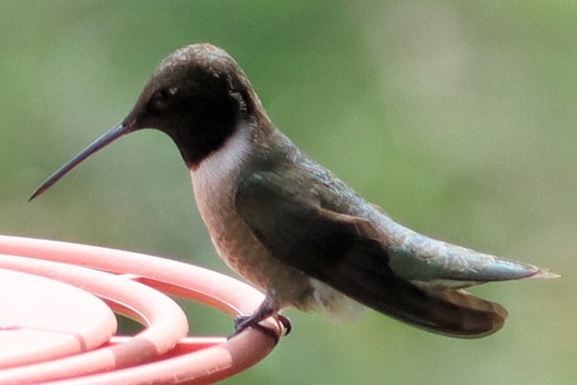 Black-chinned Hummingbird - ML617940961