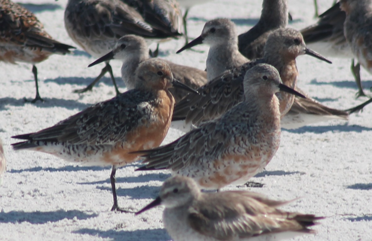 Red Knot - Leslie W