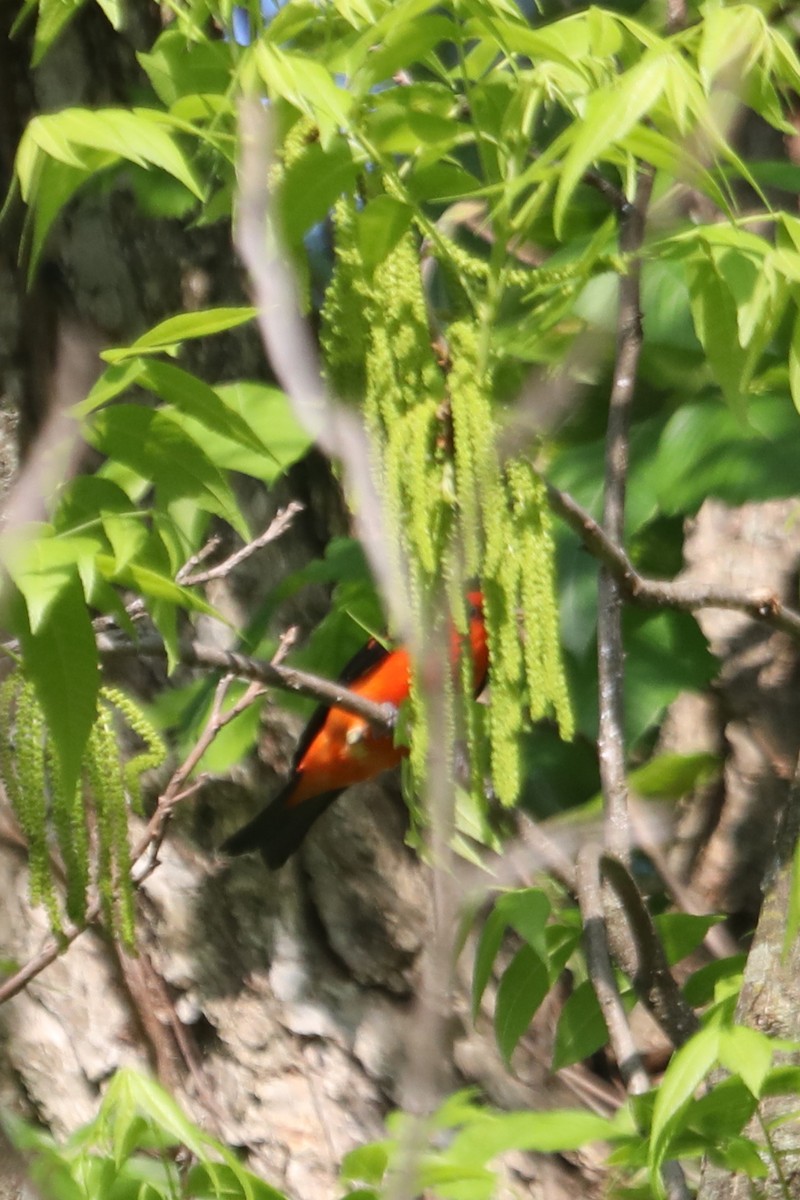 Scarlet Tanager - Emily Holcomb
