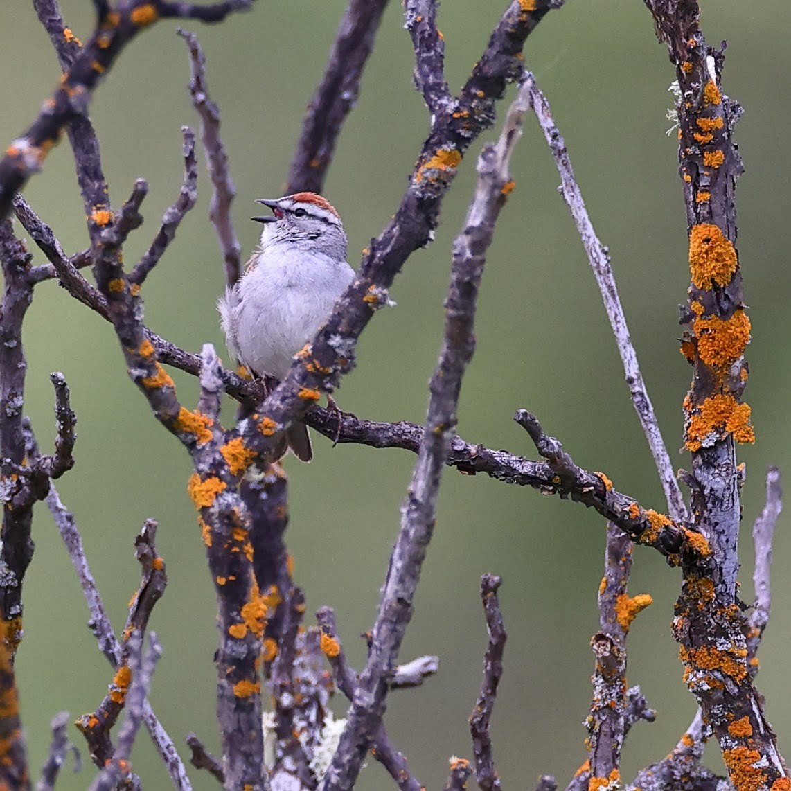 Chipping Sparrow - ML617940983