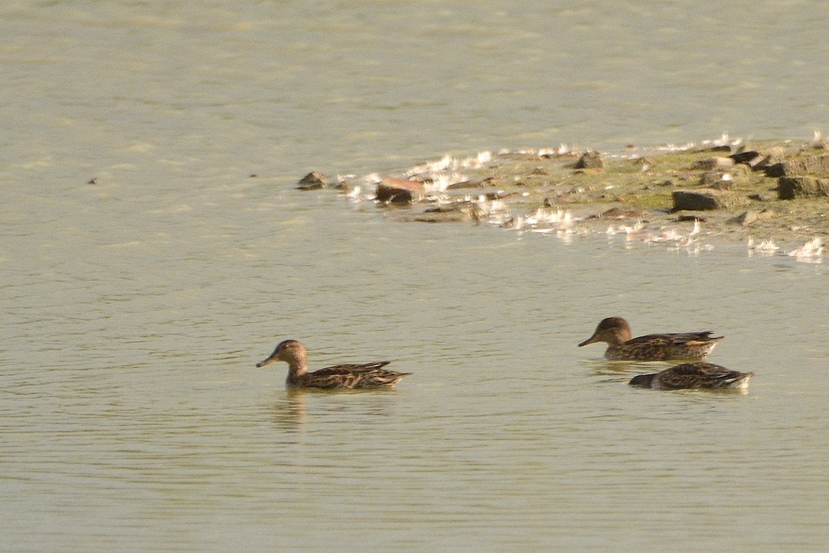 Green-winged Teal - ML617940992