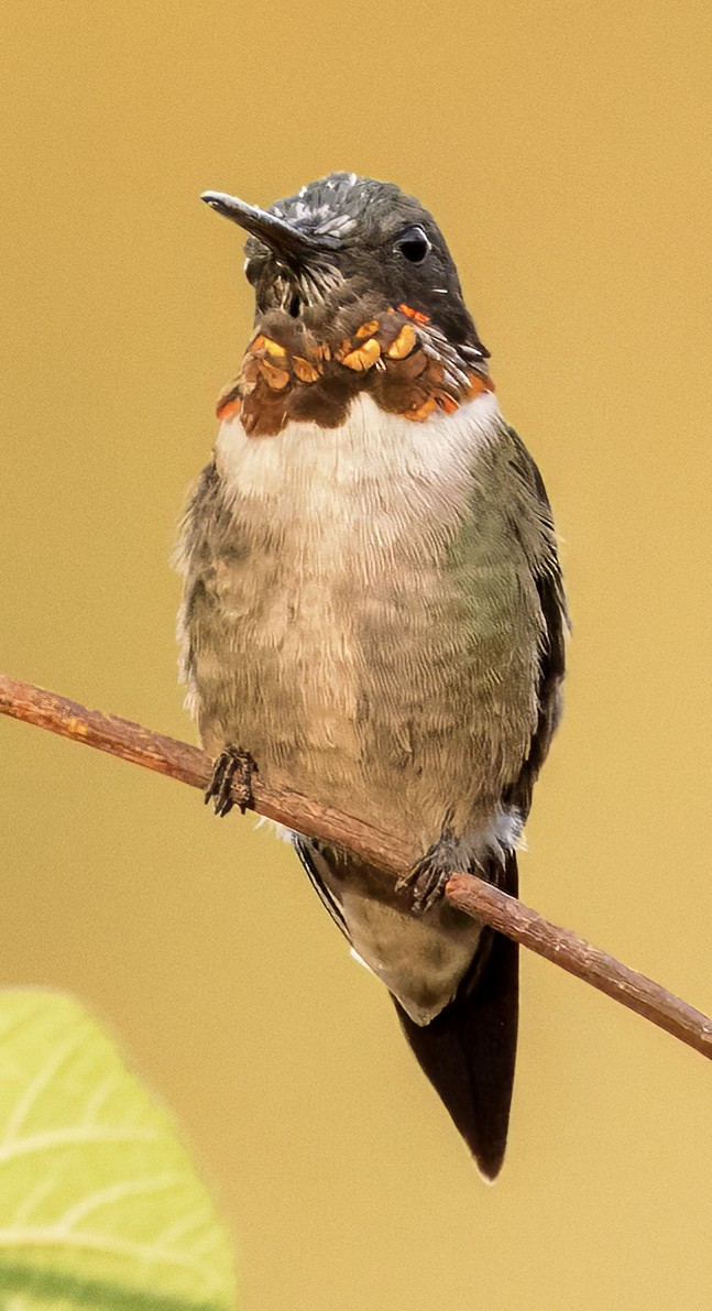 Ruby-throated Hummingbird - Scott Young