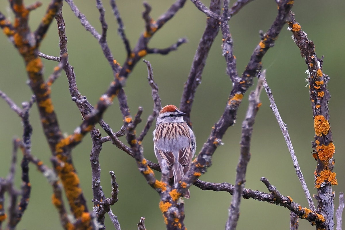 Chipping Sparrow - ML617941027
