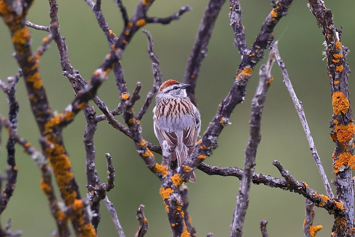 Chipping Sparrow - ML617941043