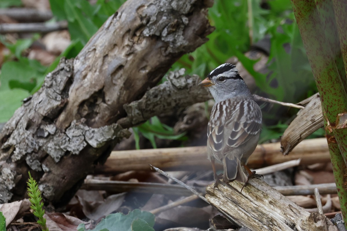 White-crowned Sparrow - ML617941058