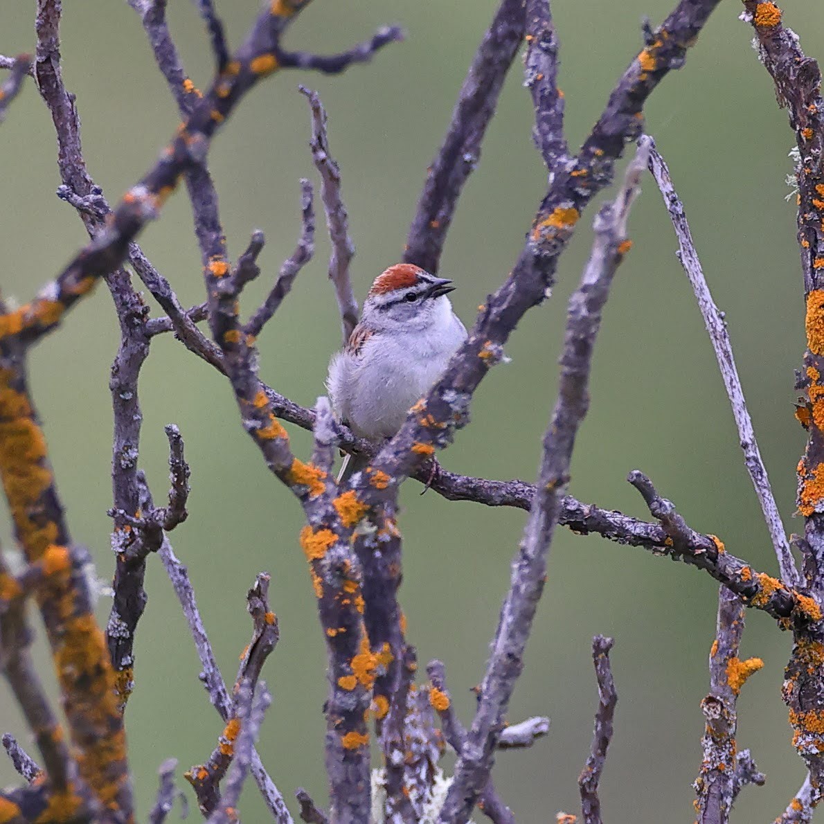 Chipping Sparrow - ML617941075