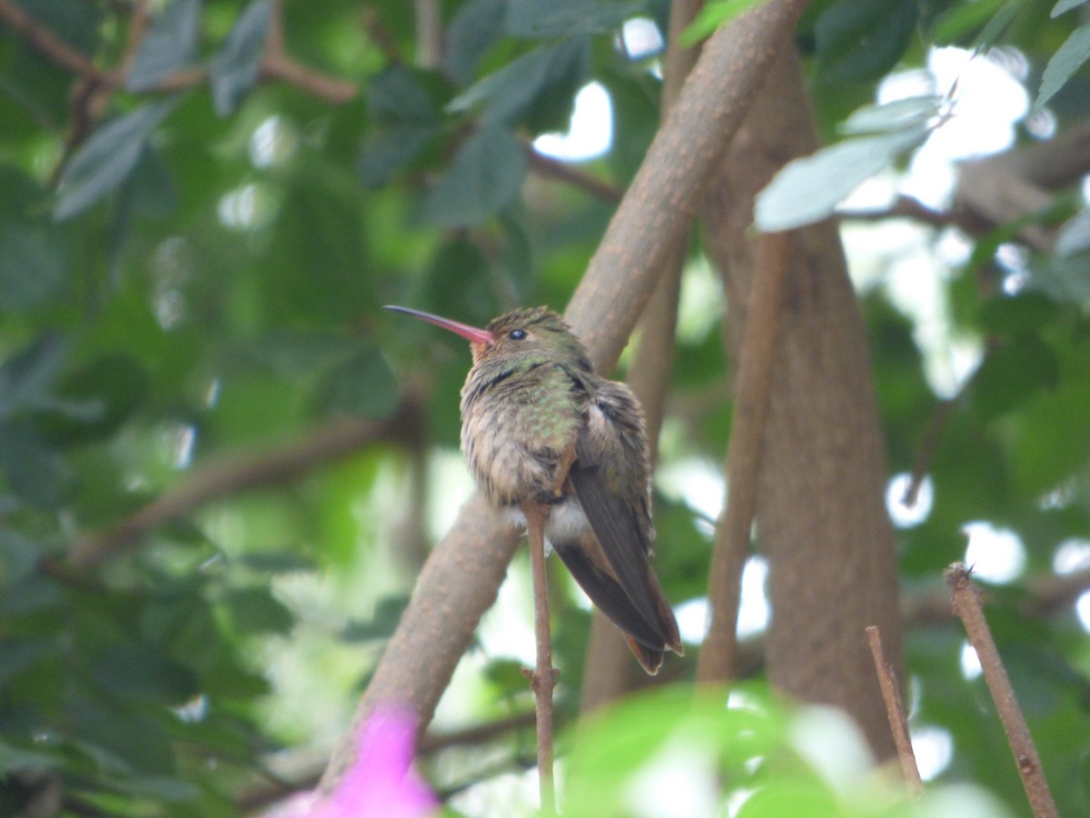 Gilded Hummingbird - ML617941120