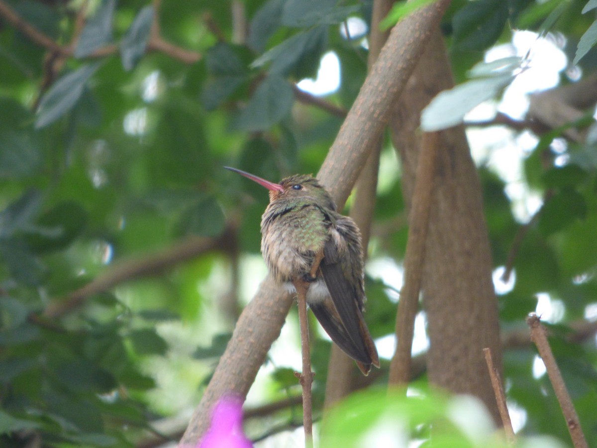 Gilded Hummingbird - ML617941121