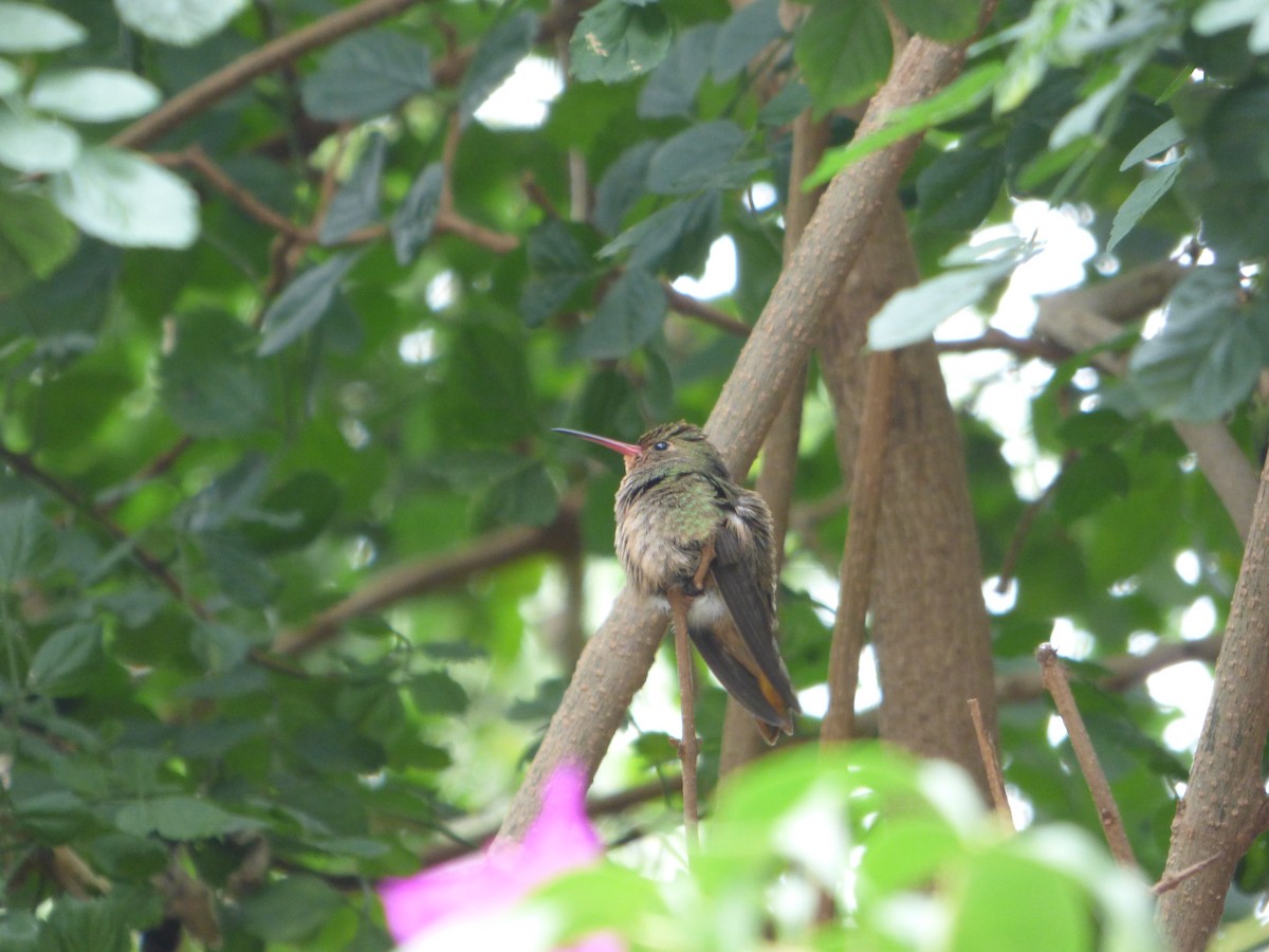 Gilded Hummingbird - ML617941123