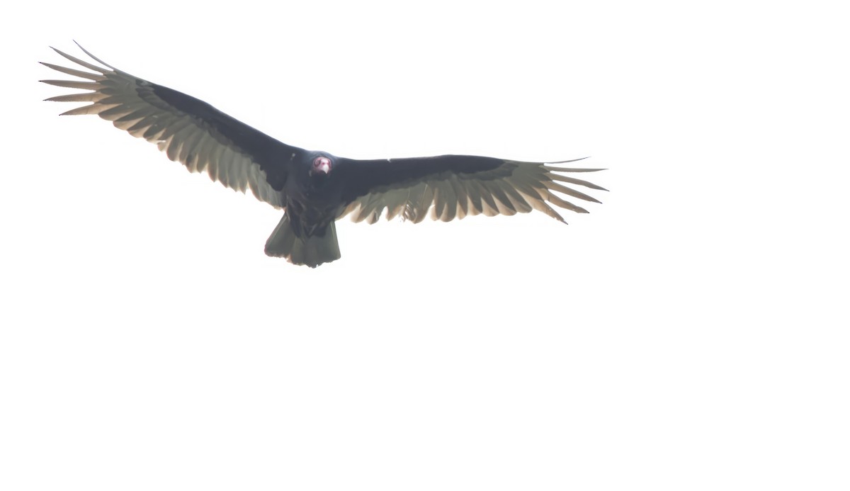 Turkey Vulture - ML617941129