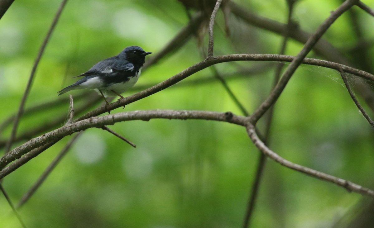 Black-throated Blue Warbler - Cameron Rutt