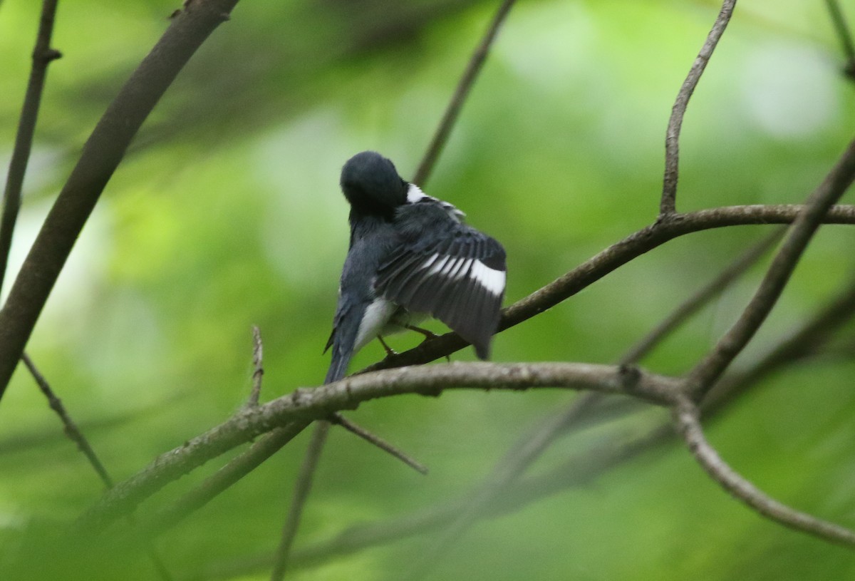 Black-throated Blue Warbler - ML617941165