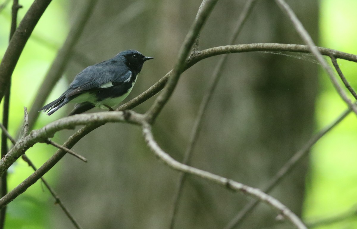 Black-throated Blue Warbler - Cameron Rutt