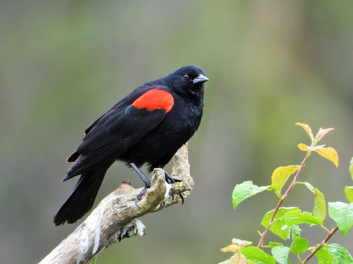 Red-winged Blackbird - ML617941174