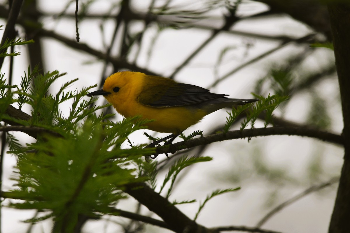 Prothonotary Warbler - ML617941190