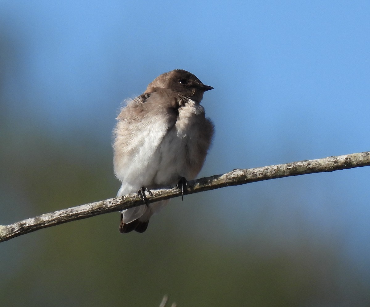 Northern Rough-winged Swallow - ML617941216