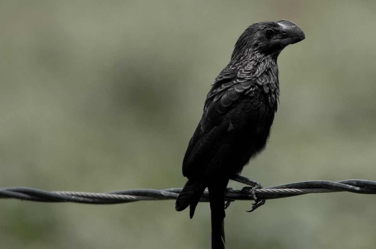 Smooth-billed Ani - Kevin Thompson