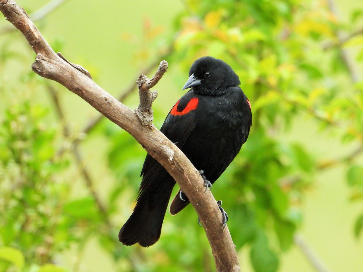 Red-winged Blackbird - ML617941243