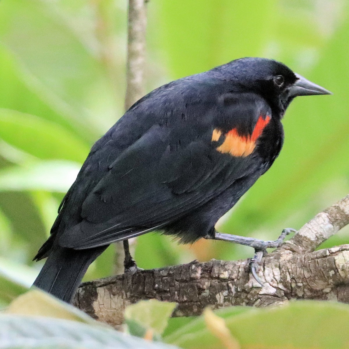 Red-winged Blackbird - ML617941245