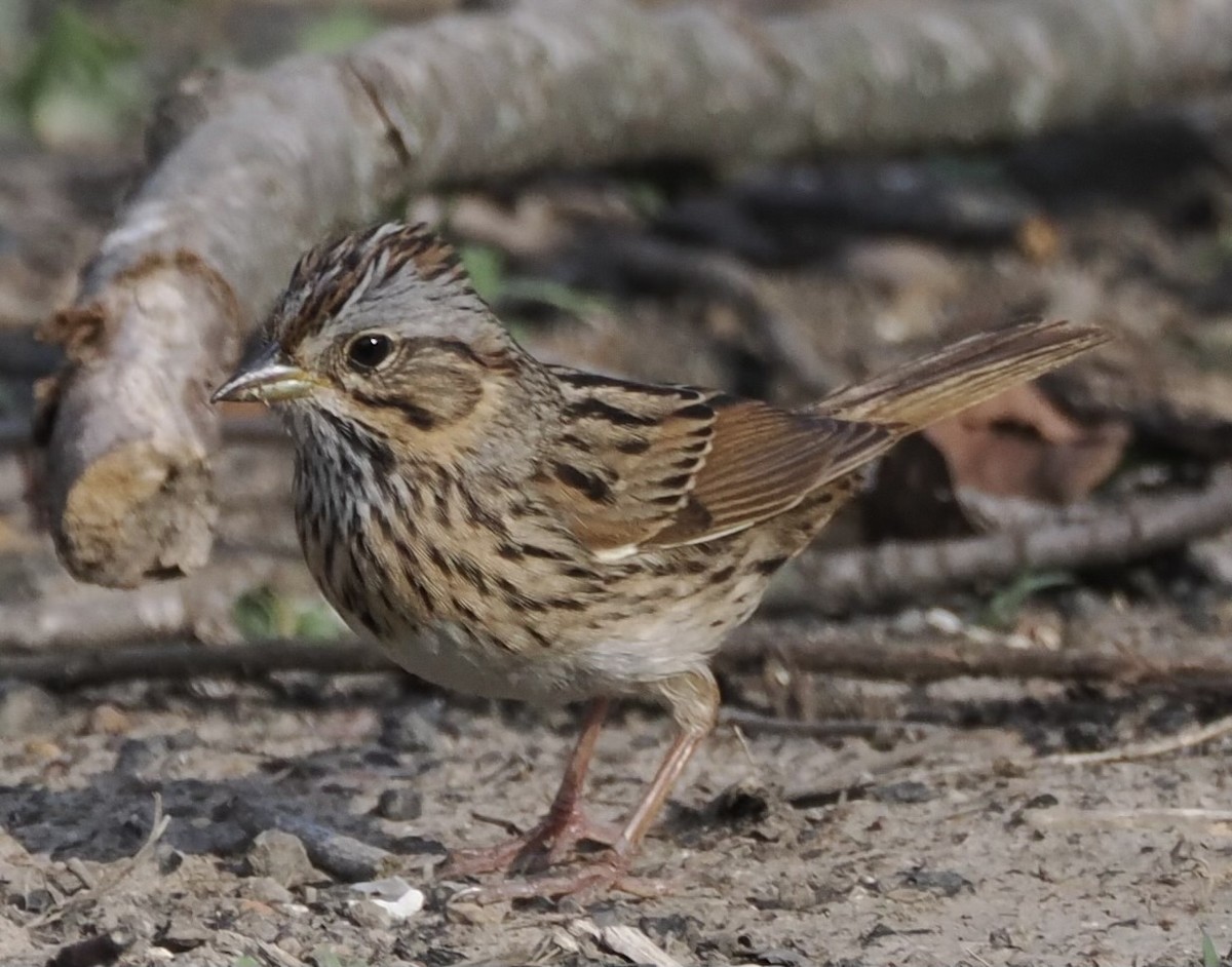 Lincoln's Sparrow - Angie Nichols