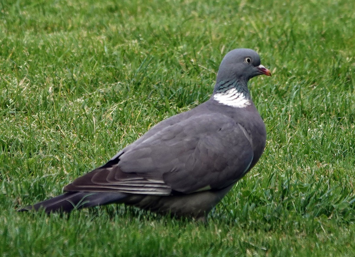 Common Wood-Pigeon - ML617941259