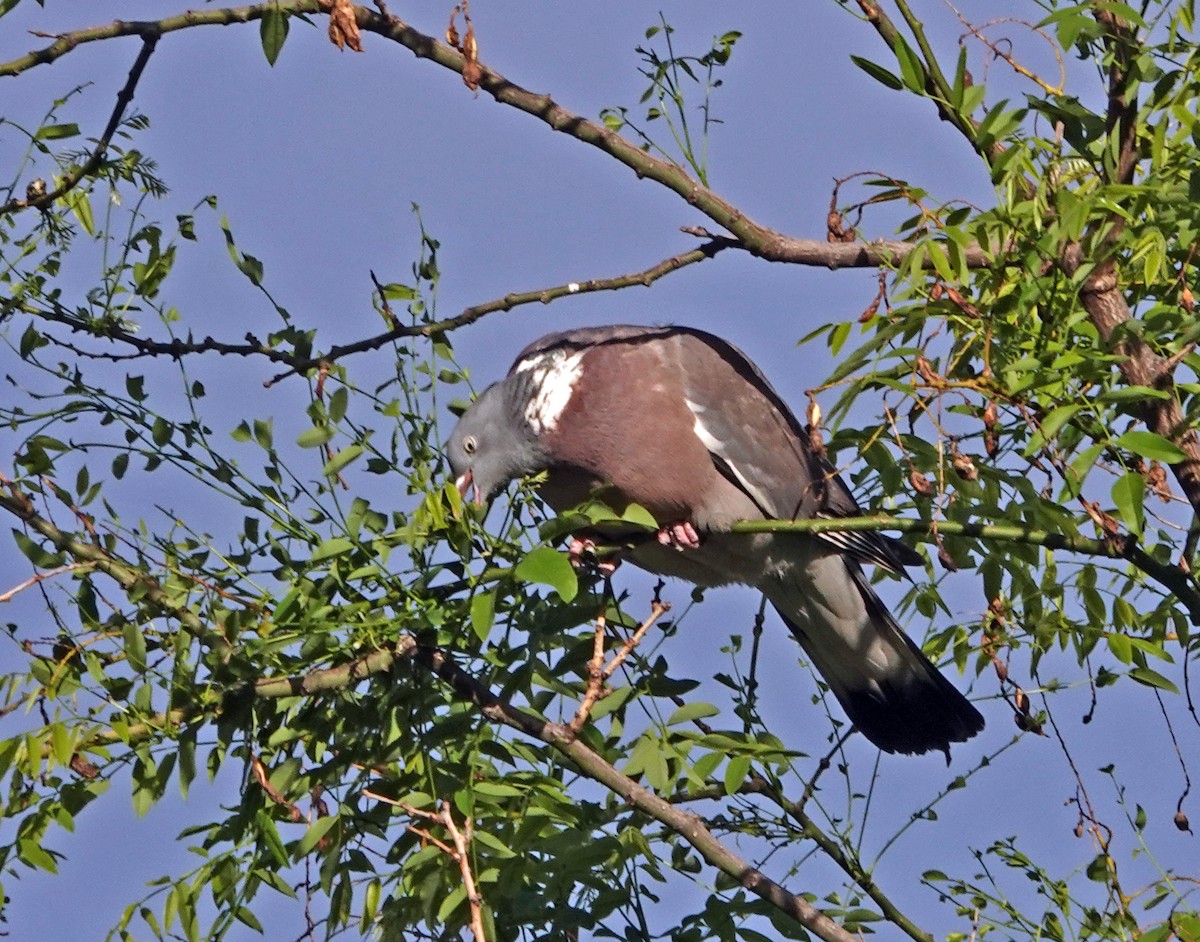Common Wood-Pigeon - ML617941260