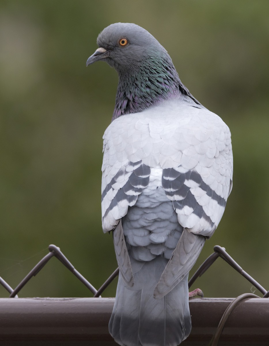 Pigeon biset (forme domestique) - ML617941267