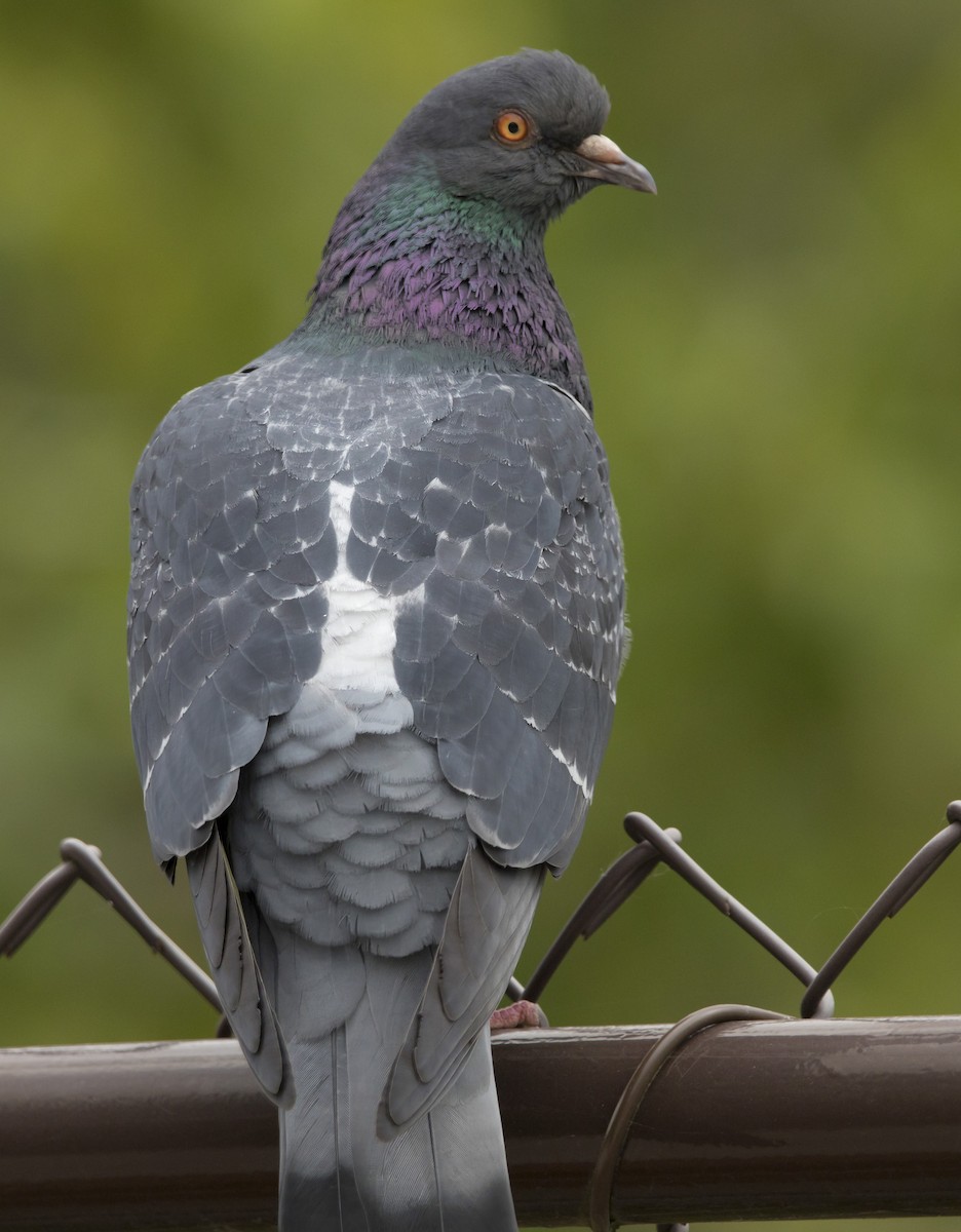 Сизый голубь (Одомашненного типа) - ML617941269