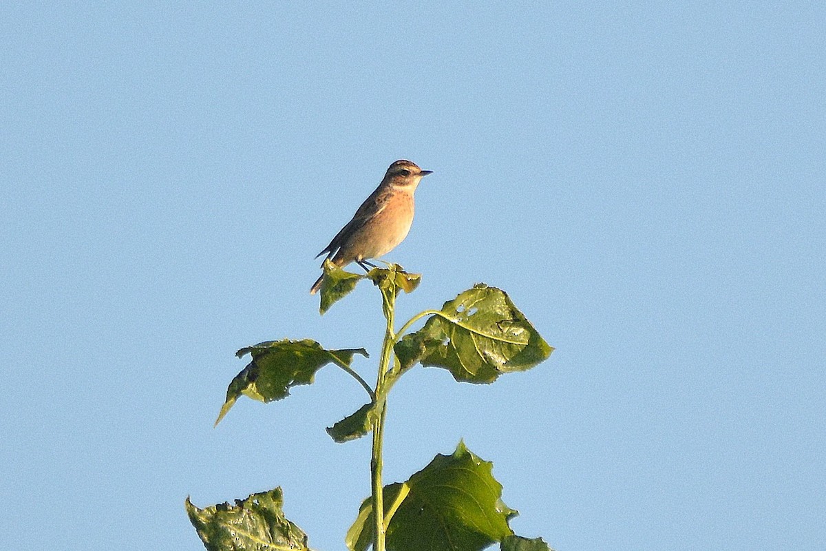 Whinchat - ML617941305