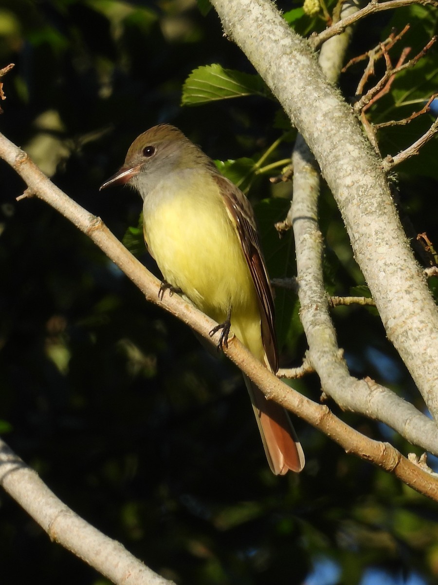 Great Crested Flycatcher - ML617941307