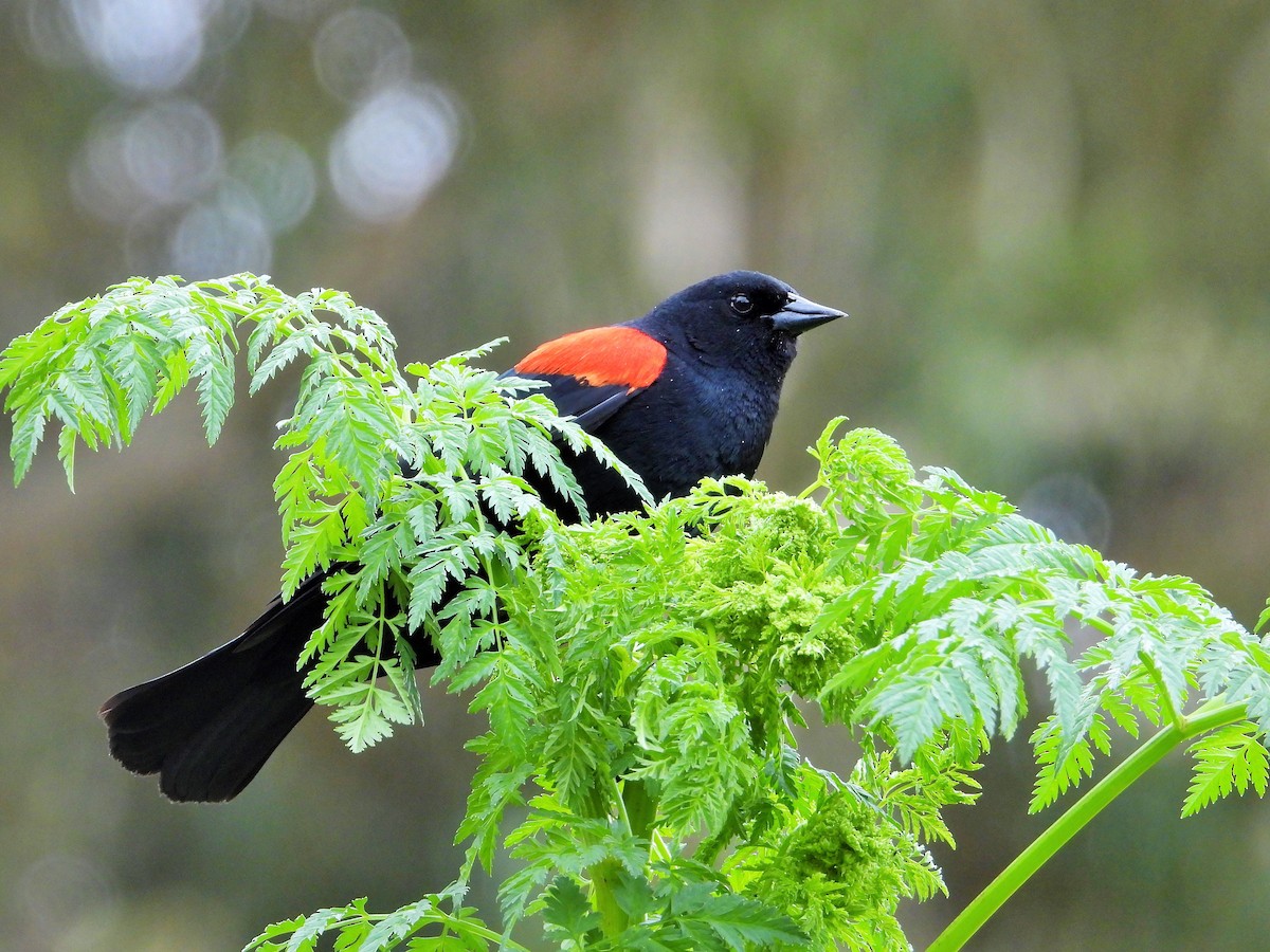 Red-winged Blackbird - Carol Ann Krug Graves