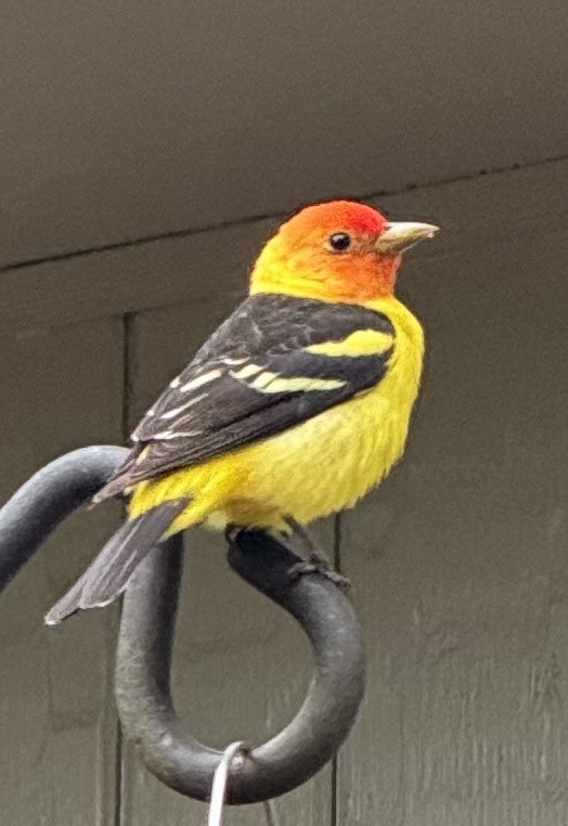 Western Tanager - ML617941329