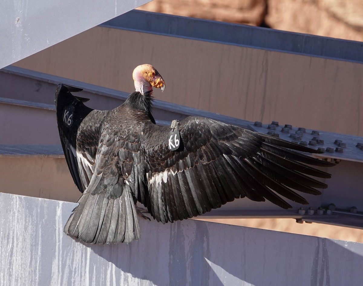 California Condor - ML617941339